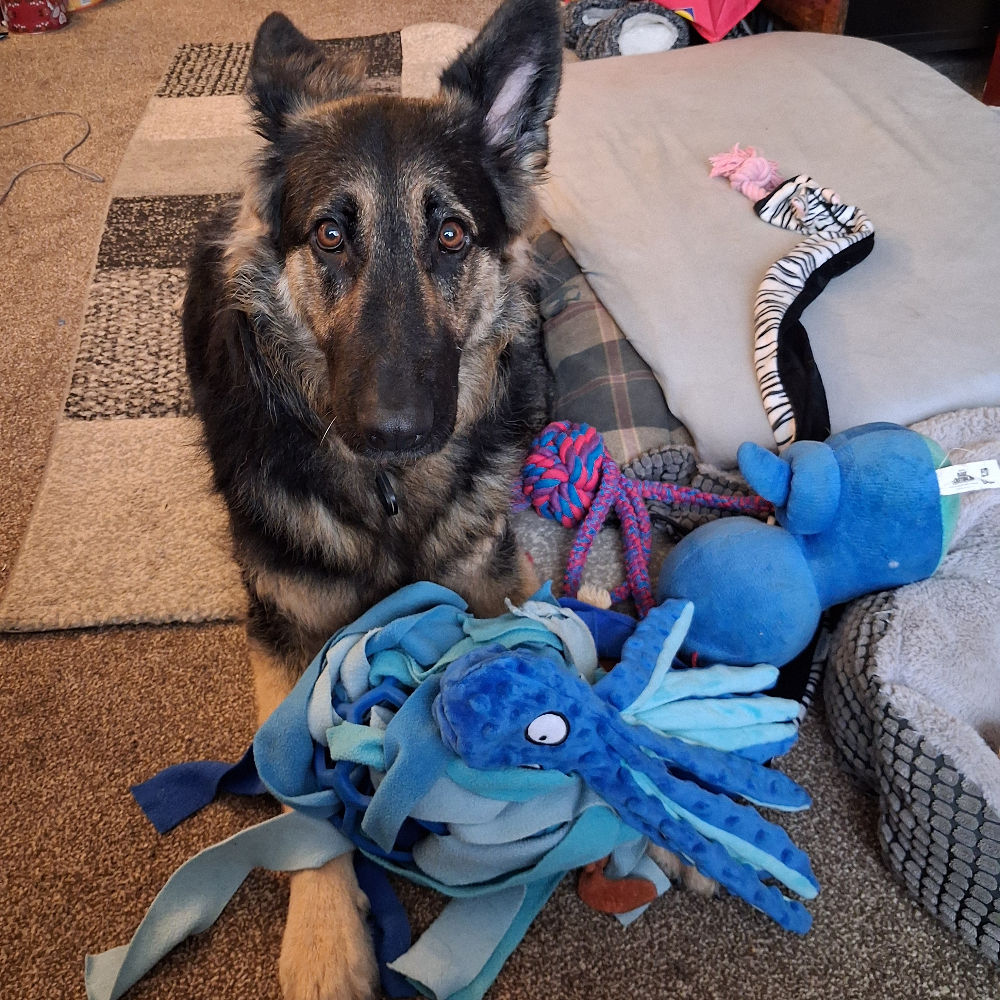 Studio Buddy Skye